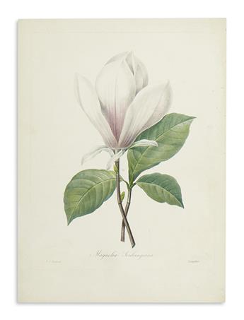 REDOUTÉ, PIERRE-JOSEPH. Four hand-colored stipple engraved plates